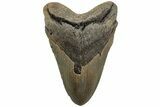 Fossil Megalodon Tooth - North Carolina #226478-1